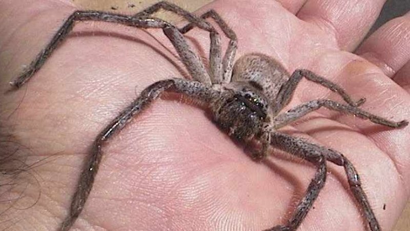 Giant Huntsman Spider Terrifies Removalists After Hitching A Ride To Britain