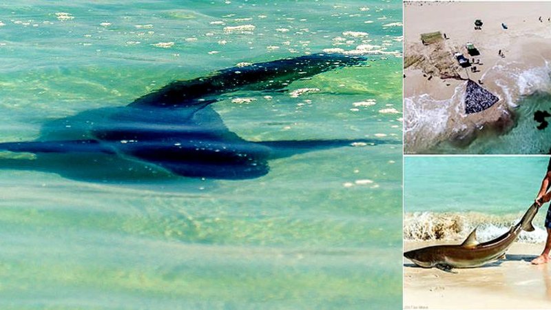 Shocked Yallingup Swimmers Flee Water After Salmon Bleeding Sparks Shark Frenzy