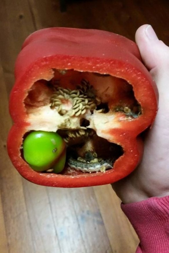 Coles shopper cuts open red capsicum to discover family of caterpillars