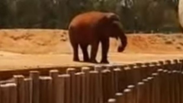 A witness filmed the moments after the elephant threw a rock that struck a girl at the zoo in Morocco. 