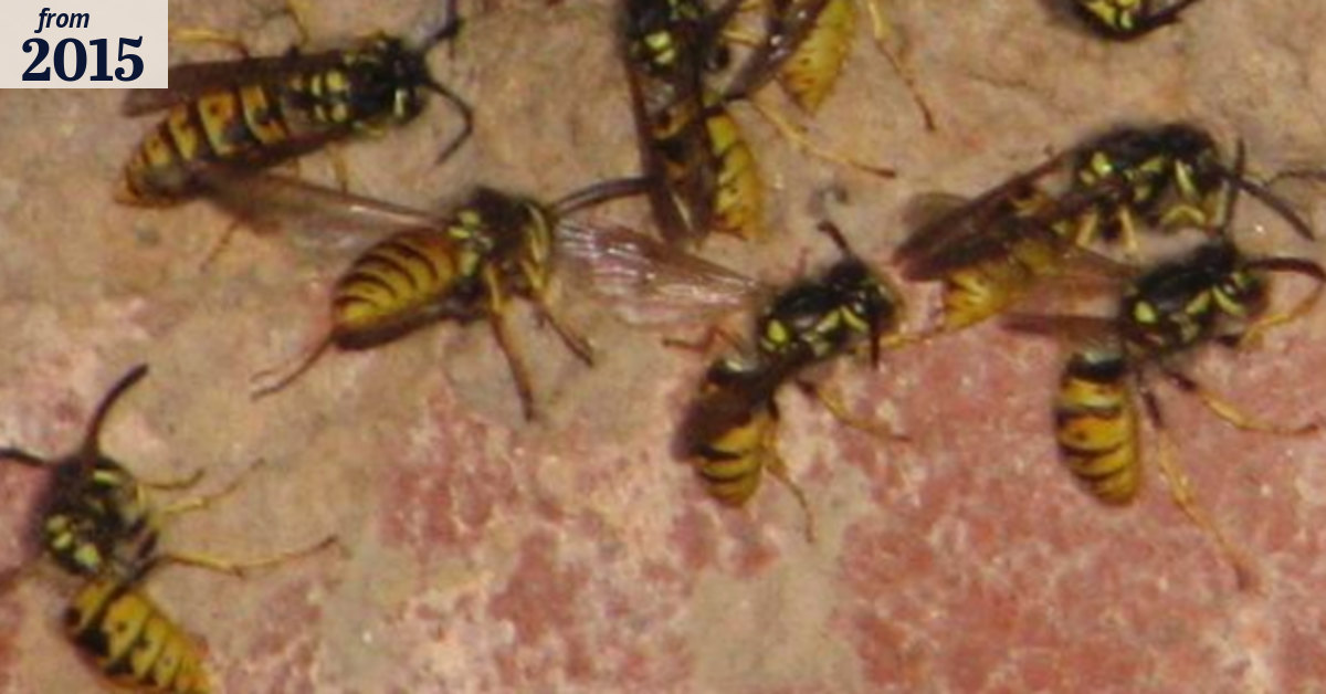 European wasps in Canberra at record numbers
