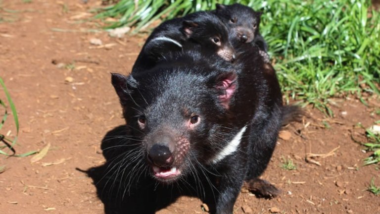 Island Hop Experts Call For Release Of Tasmanian Devils On Mainland To Save The Species