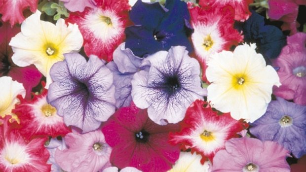 Calibrachoa sales in the US were $US44.6 million in 2014, compared with $US263 million for petunias.