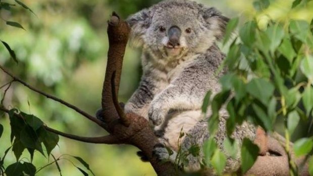 The victim: Killarney the koala, who is thought to have been killed by a mountain lion in Los Angeles Zoo.