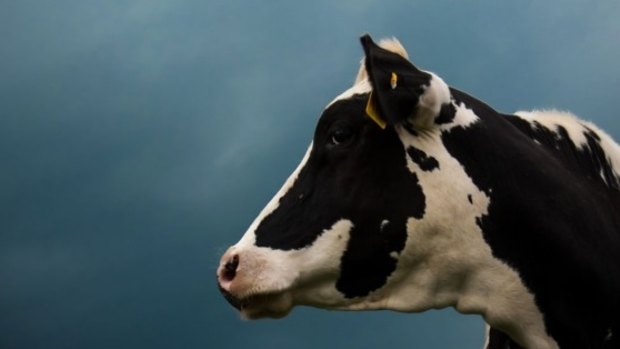 China has slashed imports of dairy commodities by almost 50 per cent.