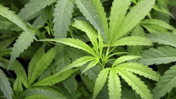Richmond police have found more than 12,500 cannabis plants in just thee weeks.