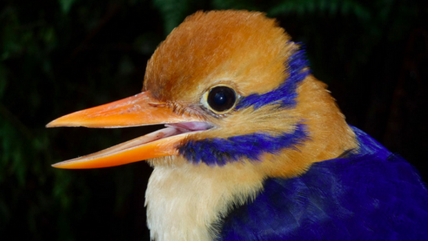 Christopher Filardi, of the American Museum of Natural History, likened the moustached kingfisher to "a creature of myth come to life". Then he "collected" it.