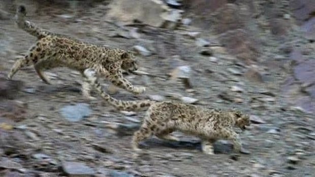 Planet Earth II: A critical scene when a mother snow leopard tries to escape an aggressive male, looking to mate with her.