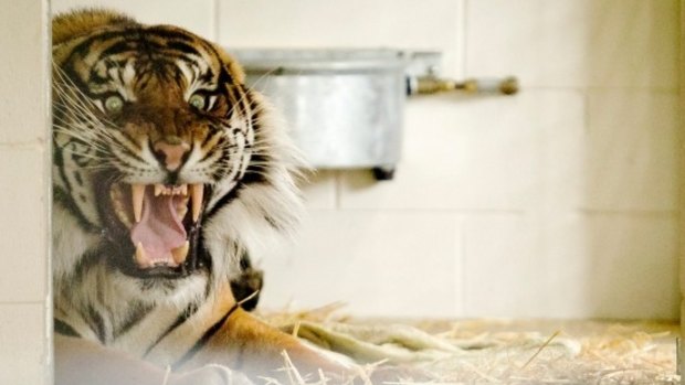 Sumatran tiger Oz will not be killed following his attack on Hamilton Zoo keeper on Sunday.  