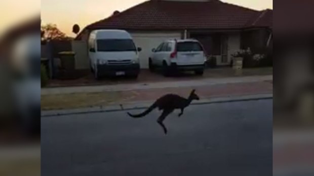 This young kangaroo was seen hopping down a suburban street in Baldivis.