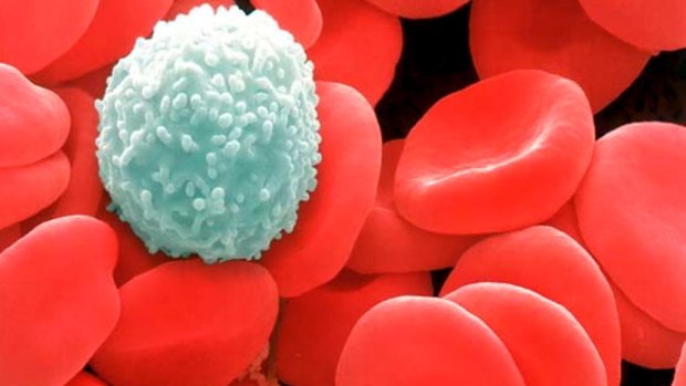 The scientists wanted to discover how mutated white blood cells could cause heart disease.