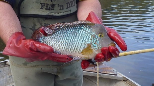 The pearl cichlid, an aquarium fish, has spread through many Australian waterways.