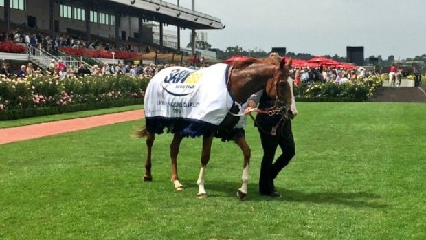 Real Love will be ridden by Brad Rawiller in the Adelaide Cup
