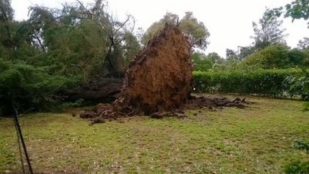 Strong winds uprooted a tree in Somerville, in Melbourne's east.