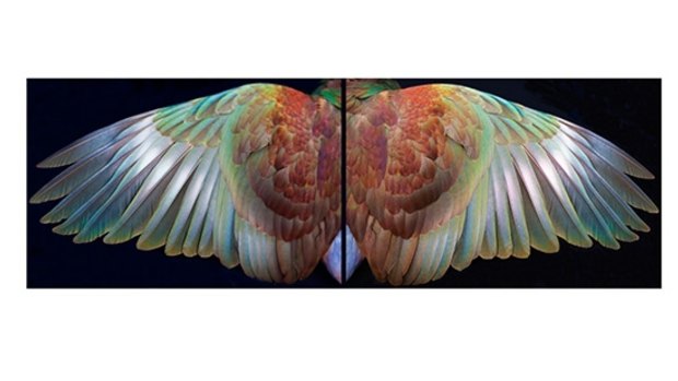 Kereru Wings by Fiona Pardington. 