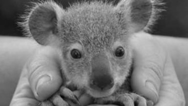 Dreamworld welcomed this cute little koala joey in July 2015.