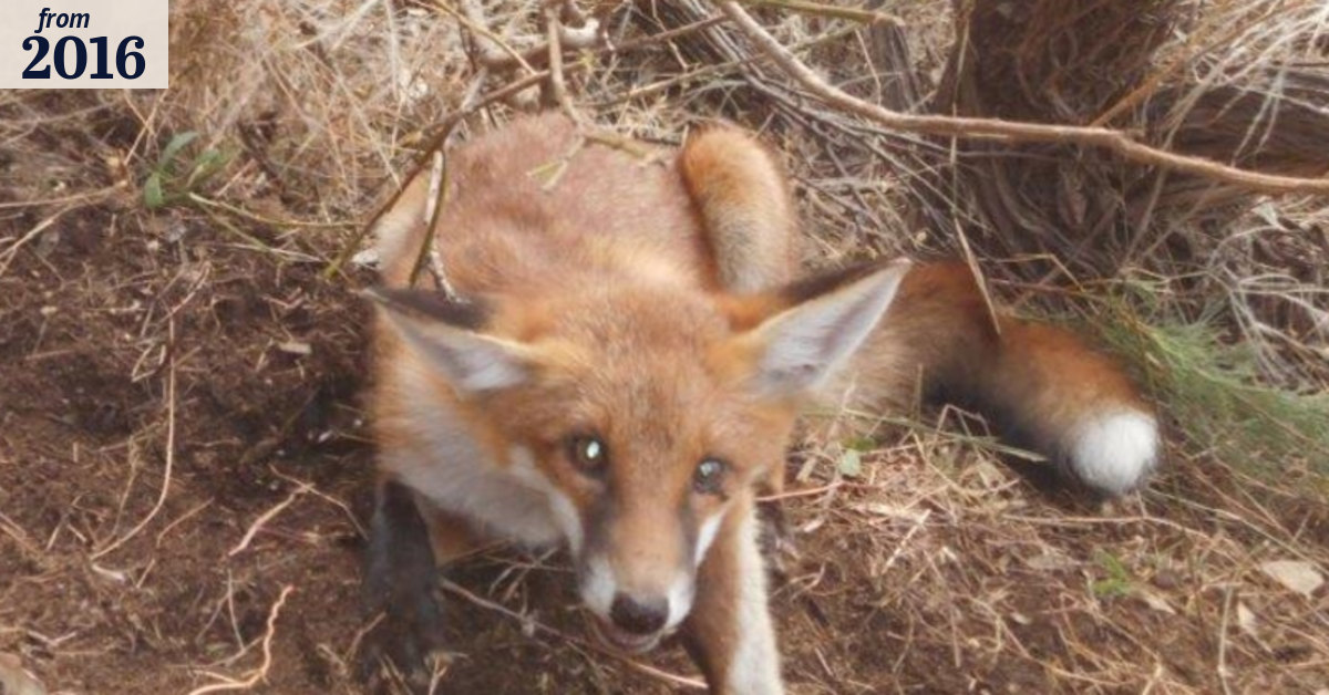 Fox numbers double in Perth metro areas in past year says pest controller