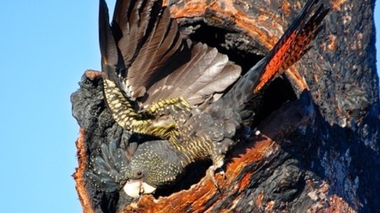 An endangered forest red-tailed black cockatoo at the site. 