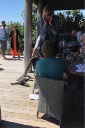 Diners at the restaurant were startled at the goanna's unwelcome arrival. 