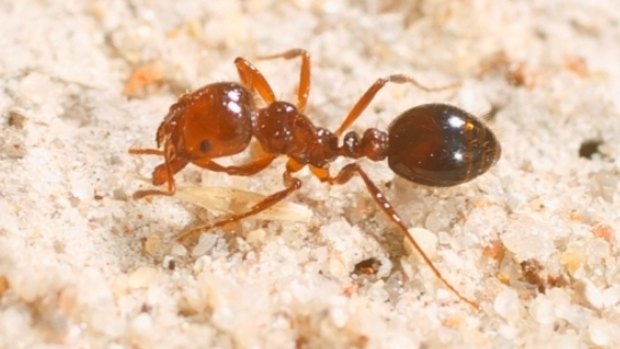 Fire ants are in the move to Lockyer Valley's crucial vegetable grounds.