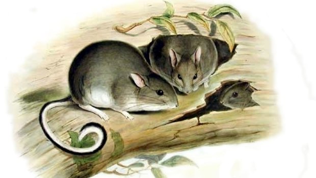 John Gould painting of the White-footed Rabbit Rat.