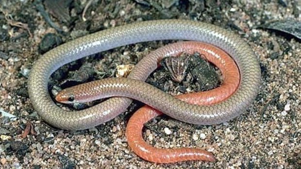 The pink-tailed worm lizard, whose habitat includes parts of the Molonglo area to be opened for suburban development.