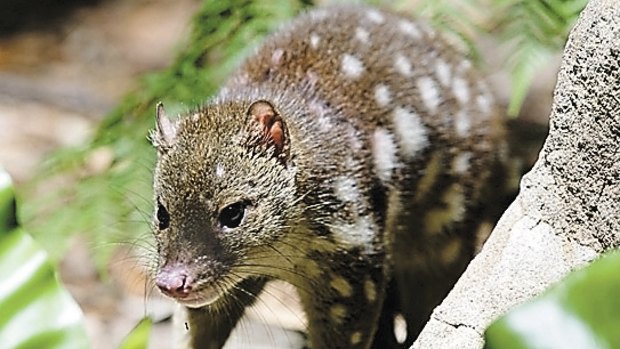 The spotted-tailed quoll is listed as vulnerable in NSW.