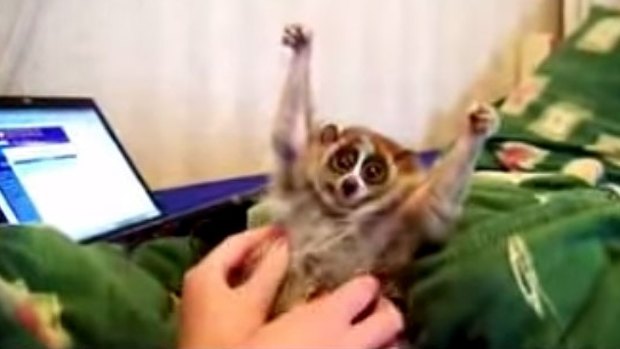 A video still of a slow loris being tickled. 