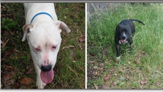 Isabelle Goldstraw took photos of the two dogs before the attack, intending to post them on the Canberra Lost Pets Facebook page.