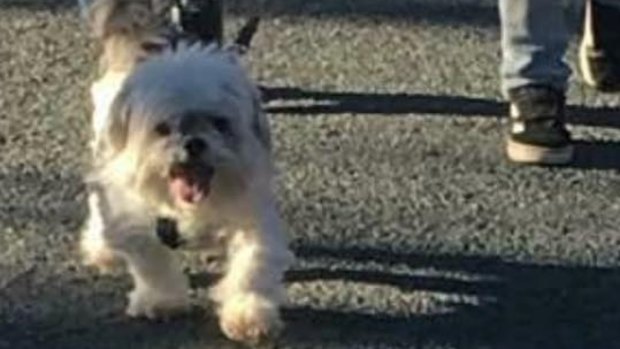 Queanbeyan police said the investigation into the dog's death is ongoing.