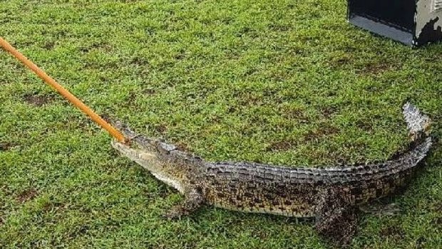 Department of Environment and Heritage Protection have removed a crocodile near a playground in north Queensland.