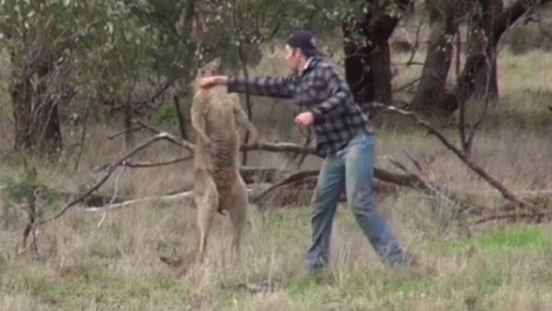 The video showing a man punching a kangaroo after it attacked his dog went viral. 