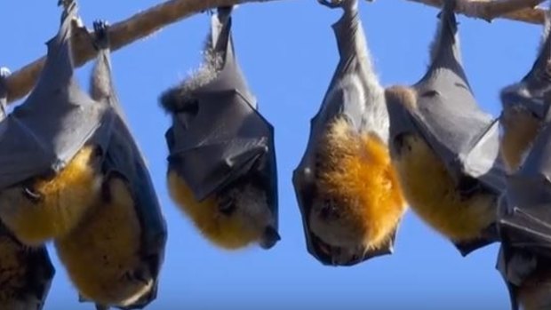 There are now 680,000 flying foxes in 10 roosts on the Sunshine Coast.