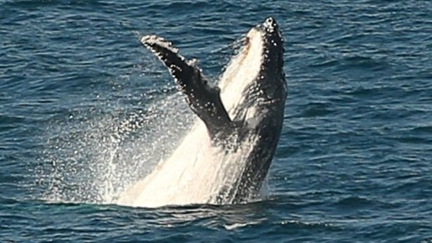 On the increase: Humpback whales