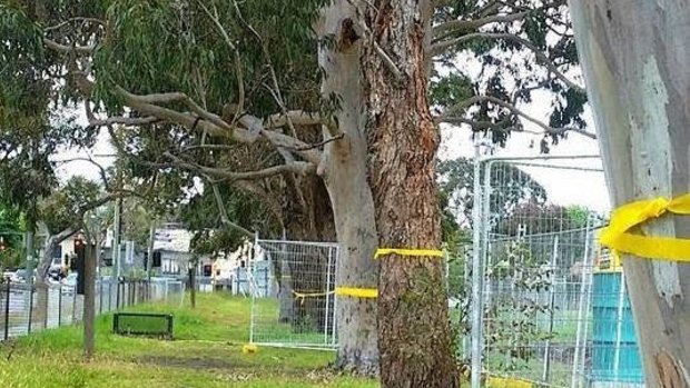  229 trees next to the Beaumaris high school are to be removed.