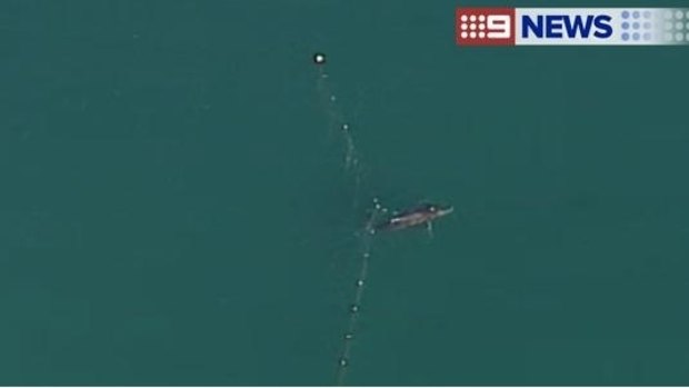 The whale trapped in shark nets off Kirra Beach.