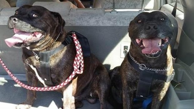 Rush (left) and Rampage (right) were found dead last Sunday after they were attacked by a hammer.