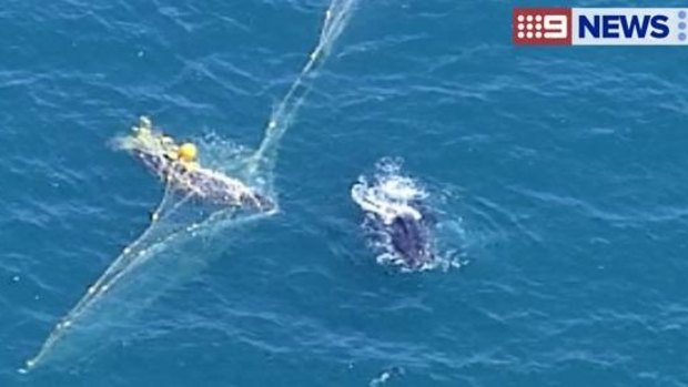 Whale trapped in netting near Rainbow Beach.