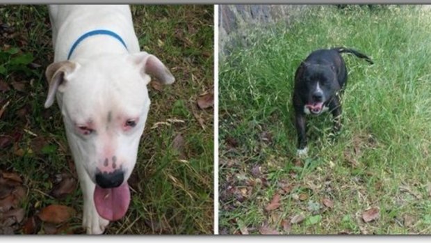 Isabelle Goldstraw took photos of the two Staffordshire bull terriers before the attack, intending to post them on the Canberra Lost Pets Facebook page.
