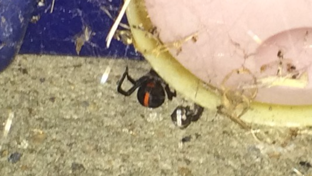 A redback captured among children's outdoor toys at West Ryde at the weekend.
