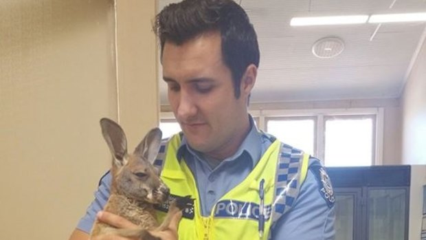 Constable Scott Mason with Cuejoe, a rescued joey.