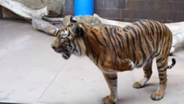 Mai the three-legged tiger, pictured at Omaha Zoo.