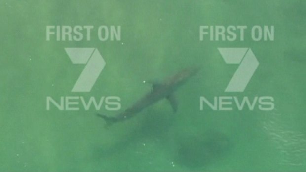 A shark spotted in the area on Thursday afternoon. 