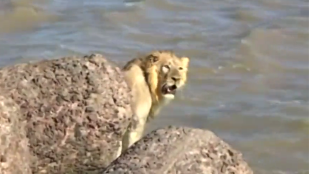 A lion was spotted by local fisherman jumping into the sea off the Indian coast in Gurajat.