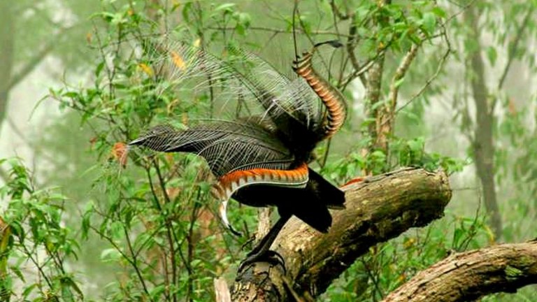 Not just a pretty tail: The lyrebird is a superb firefighter