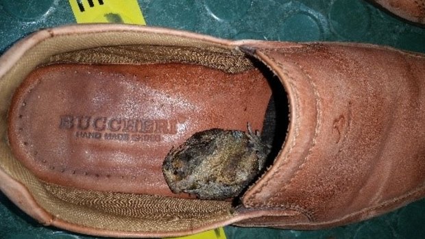 The toad was found in the shoe of an unsuspecting passenger at Cairns Airport.
