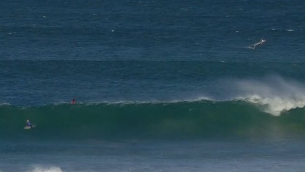 A shark, top right, breached during competition at J-Bay.