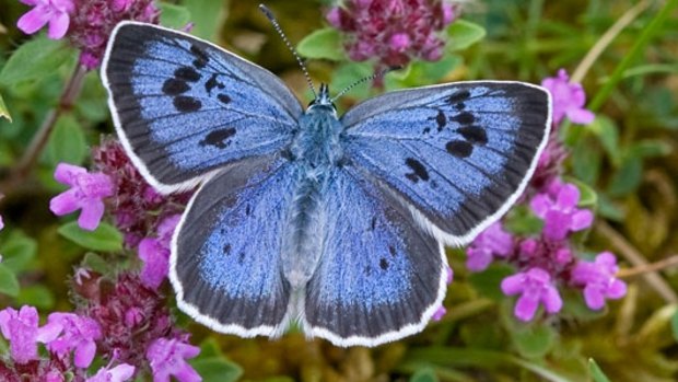 The Large Blue butterfly, or Maculinea arion, which is the largest and rarest of blue butterflies.