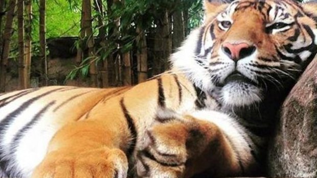 A tiger handler at Australia Zoo was taken to hospital after being wounded by one of the big cats.