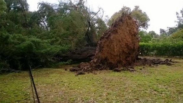 Strong winds uprooted a tree in Somerville, in Melbourne's east.